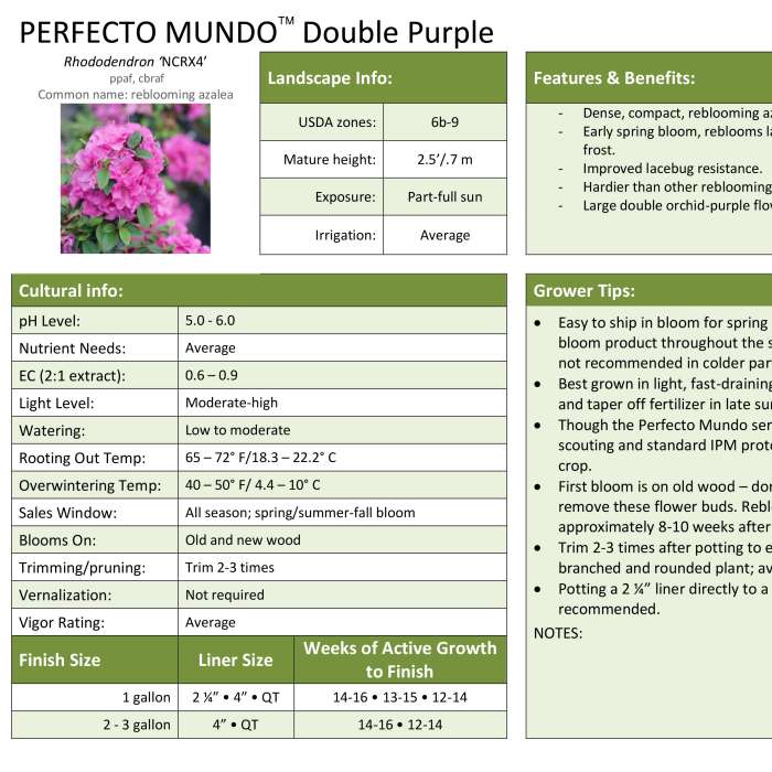 Preview of Perfecto Mundo® Double Purple Rhododendron Professional Grower Sheet PDF