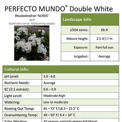 Preview of Perfecto Mundo® Double White Rhododendron Grower Sheet PDF