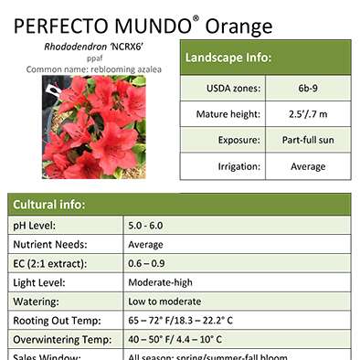 Preview of Perfecto Mundo® Orange Rhododendron Grower Sheet PDF