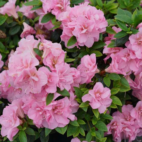 Close up of the light pink blooms of Perfecto Mundo Double Pink reblooming azalea