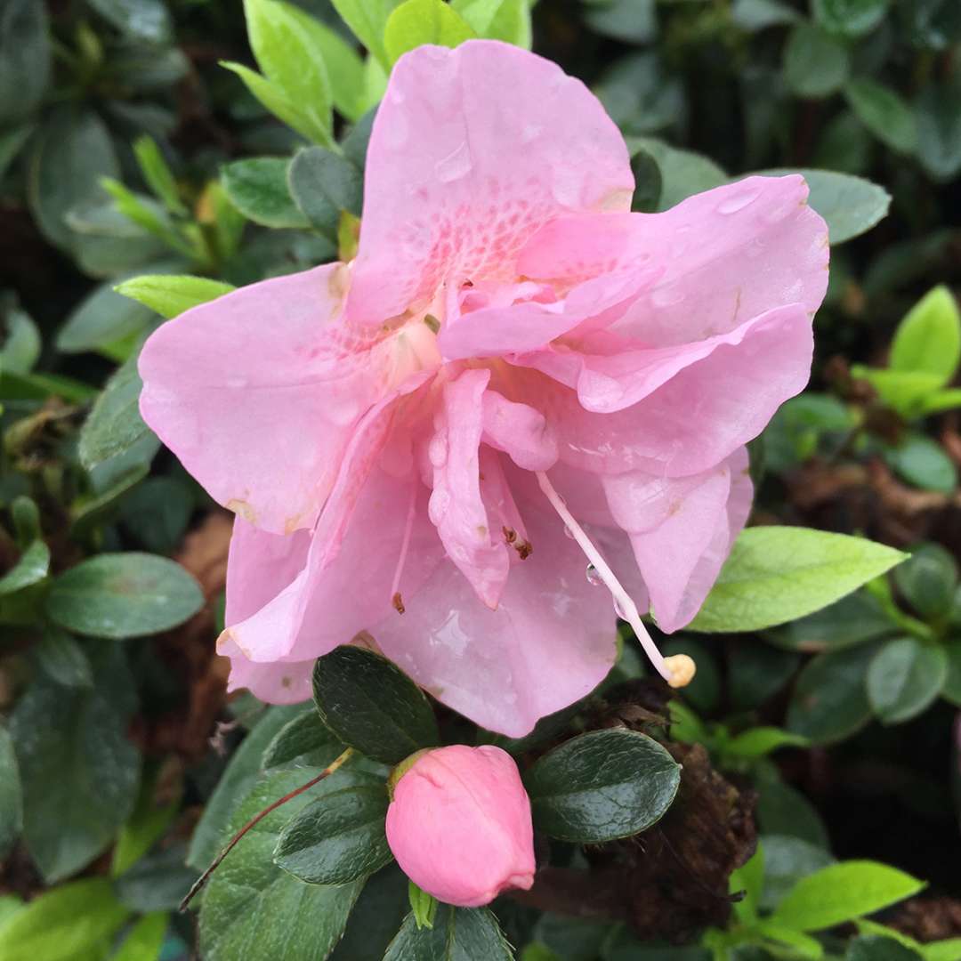 Close up of a light pink Perfecto Mundo Double Pink reblooming azalea bloom