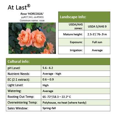 Preview of At Last­® Rosa Grower Sheet PDF