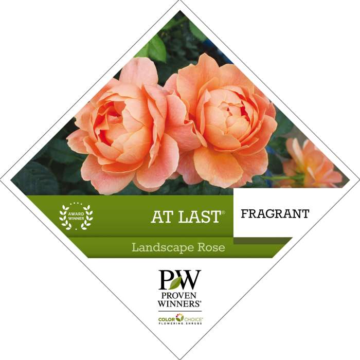 Preview of At Last­® Rosa Tag PDF