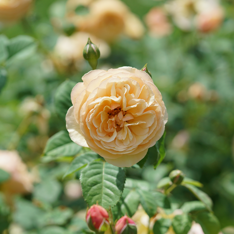 A close up of the full blooms of Flavorette Honey-Apricot Rose.