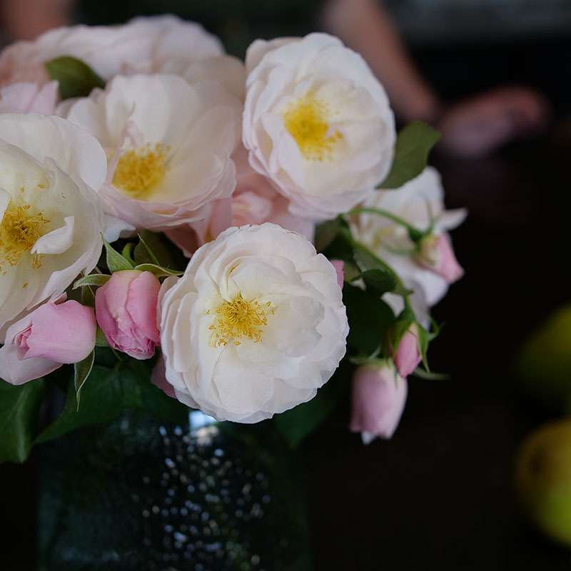 Close up of a cluster of Flavorette Pear'd rose blooms