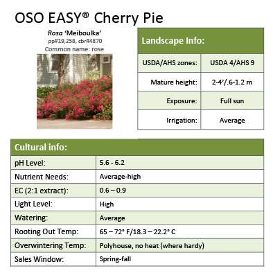 Preview of Oso Easy® Cherry Pie Rosa Grower Sheet PDF