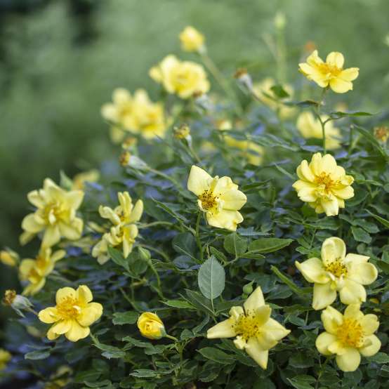 Numerous yellow blooms covering Oso Easy Lemon Zest rose