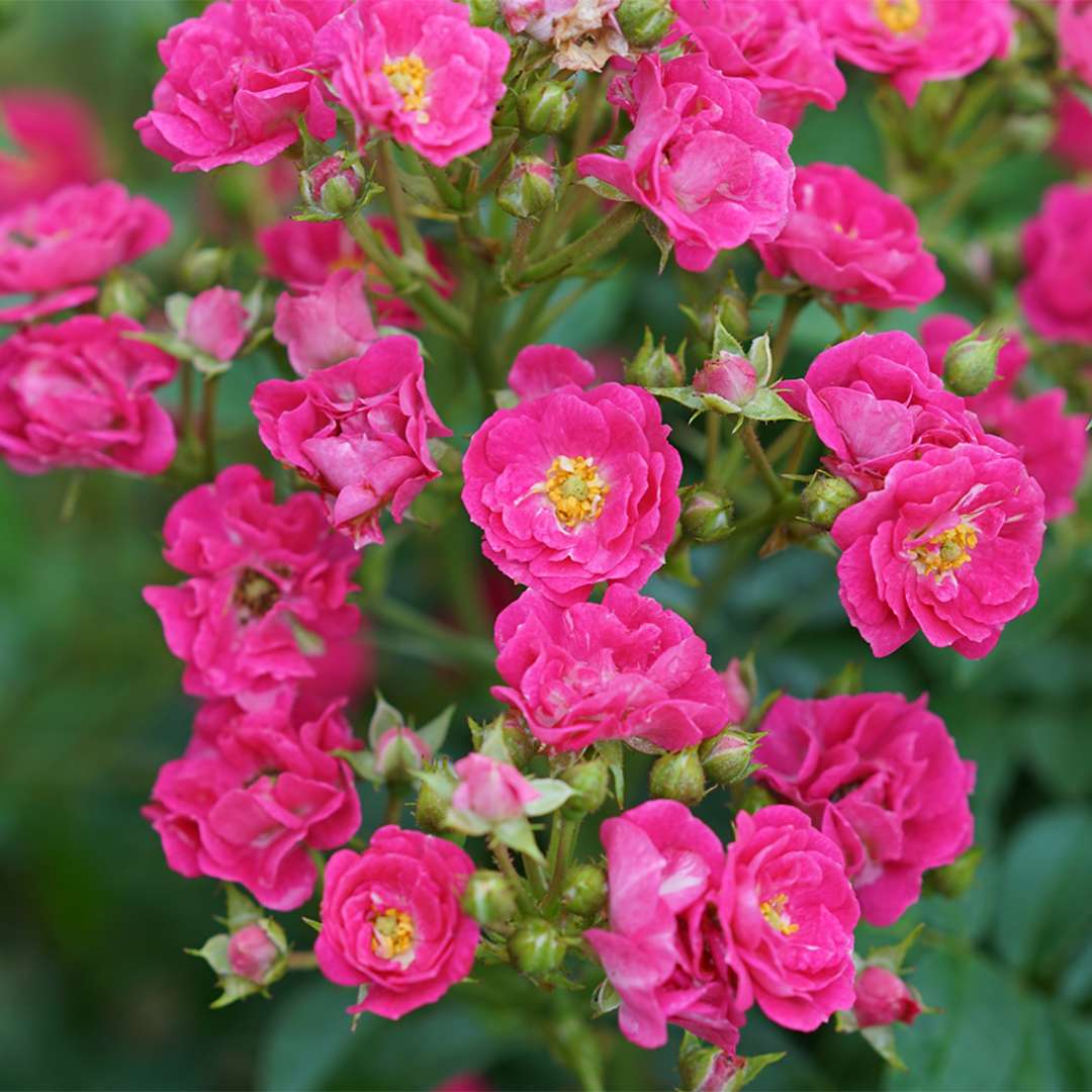 Close up of the bright pink flowers of Oso Easy Peasy rose 