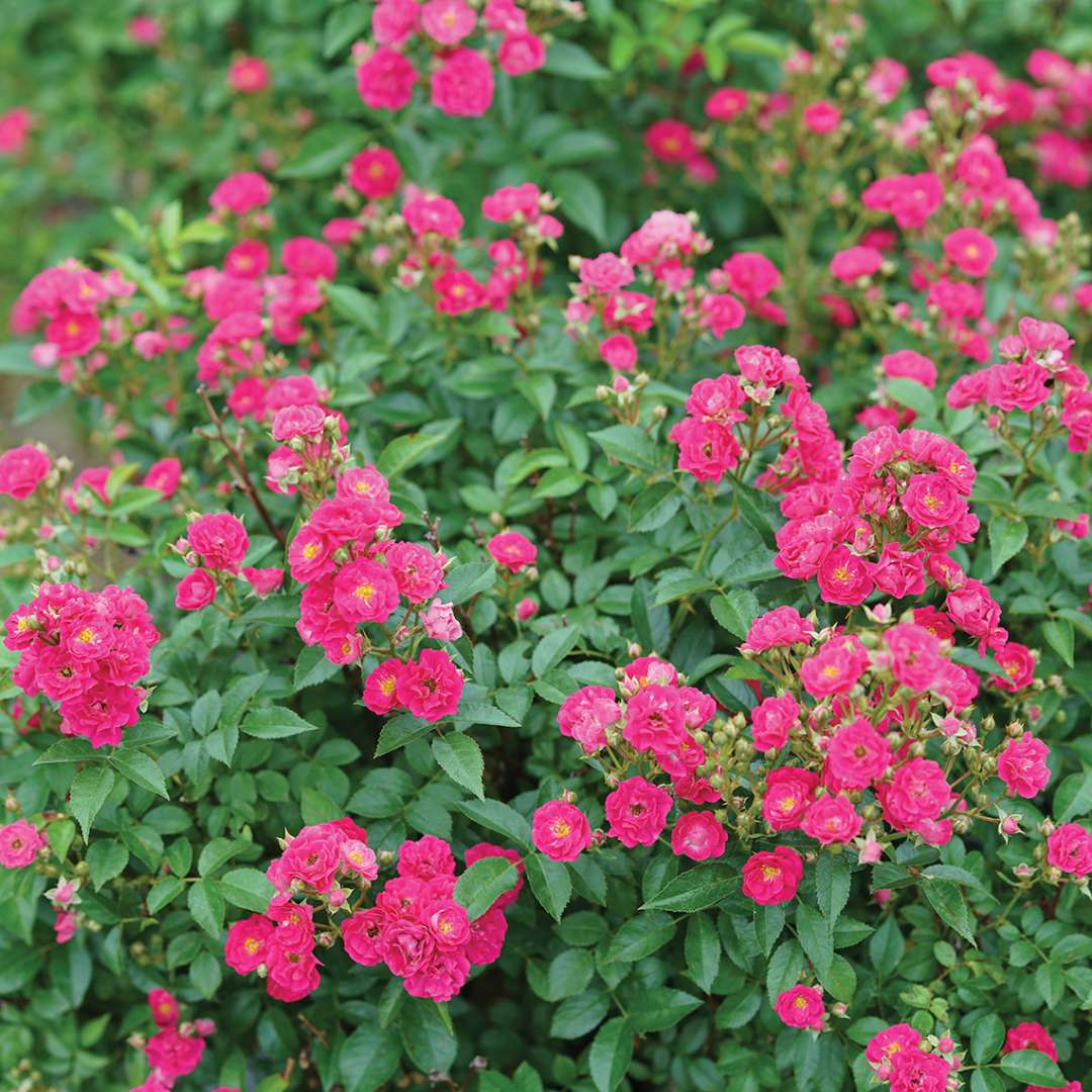 The vibrant pink blooms of Oso Easy Peasy rosa 