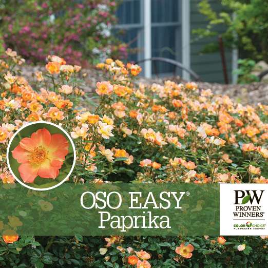 Preview of Oso Easy® Paprika Rosa Benchcard PDF