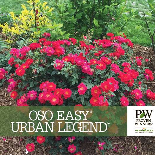 Preview of Oso Easy® Urban Legend® Rosa Benchcard PDF