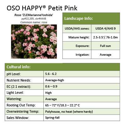 Preview of Oso Easy® Petite Pink Rosa Grower Sheet PDF