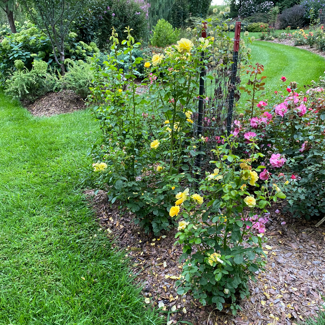 Three specimens of Reminiscent Yellow rose, covered in yellow flowers, bloom alongside a lush green grass pathway. 