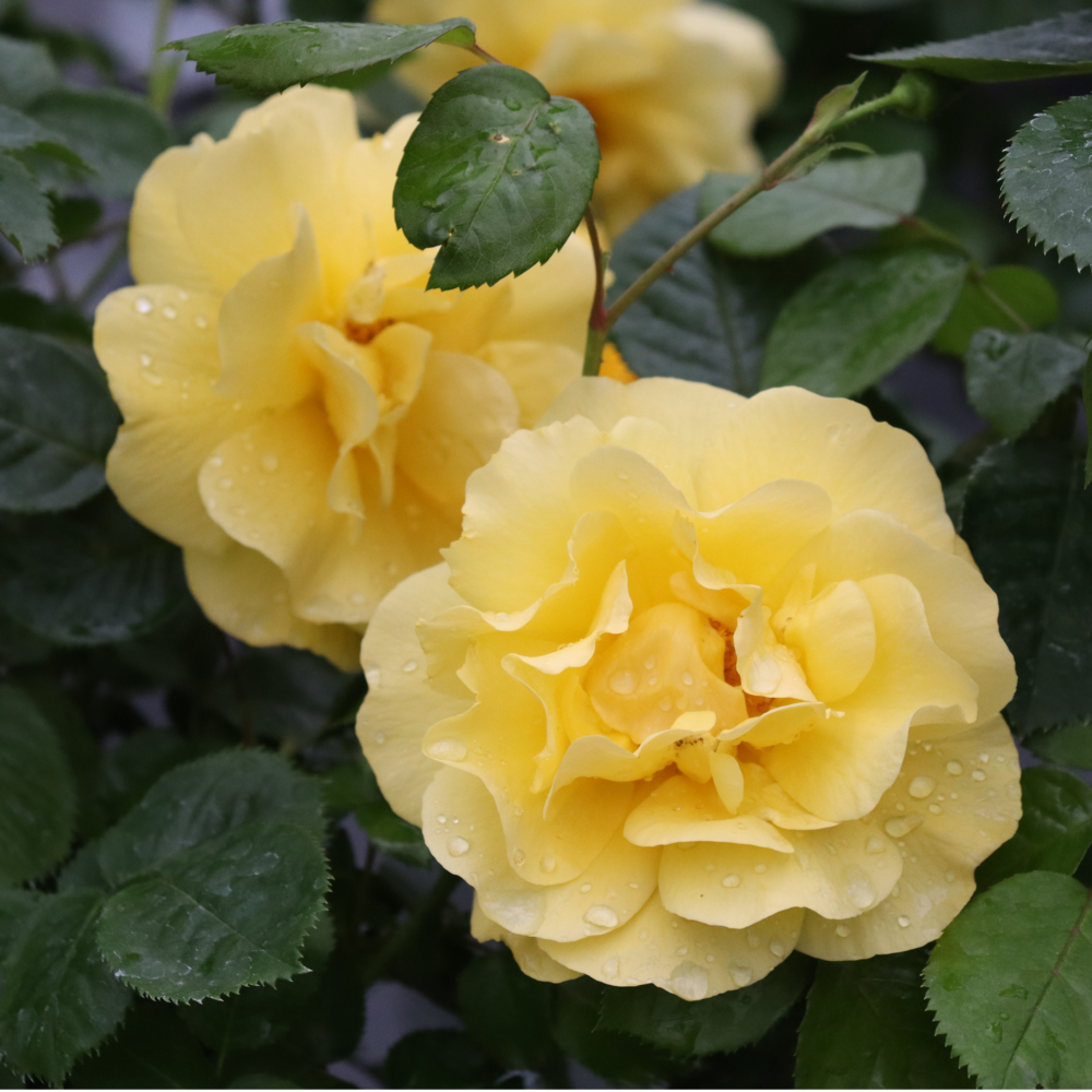 Two Reminiscent Yellow rose flowers blooming among green foliage.