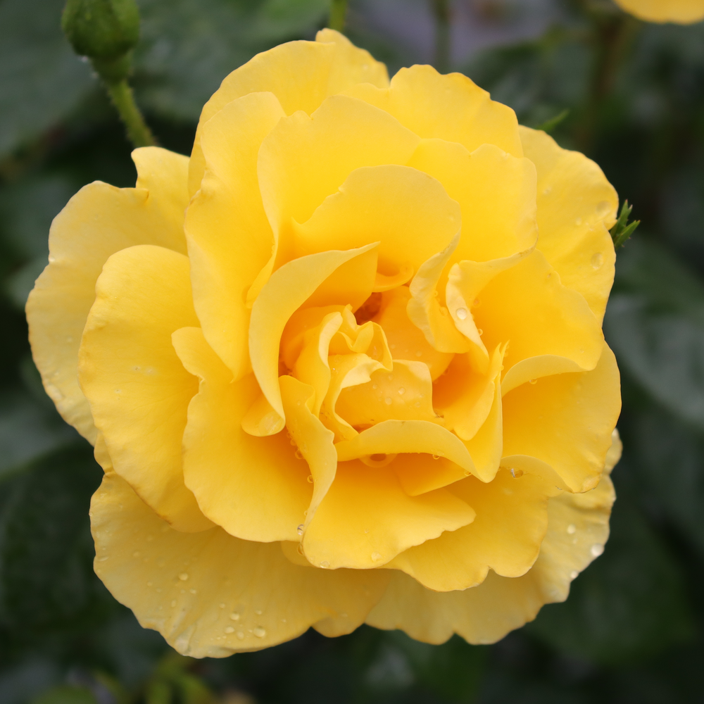 Close up of a large full petaled yellow Reminiscent Yellow rose flower blooming above green foliage. 