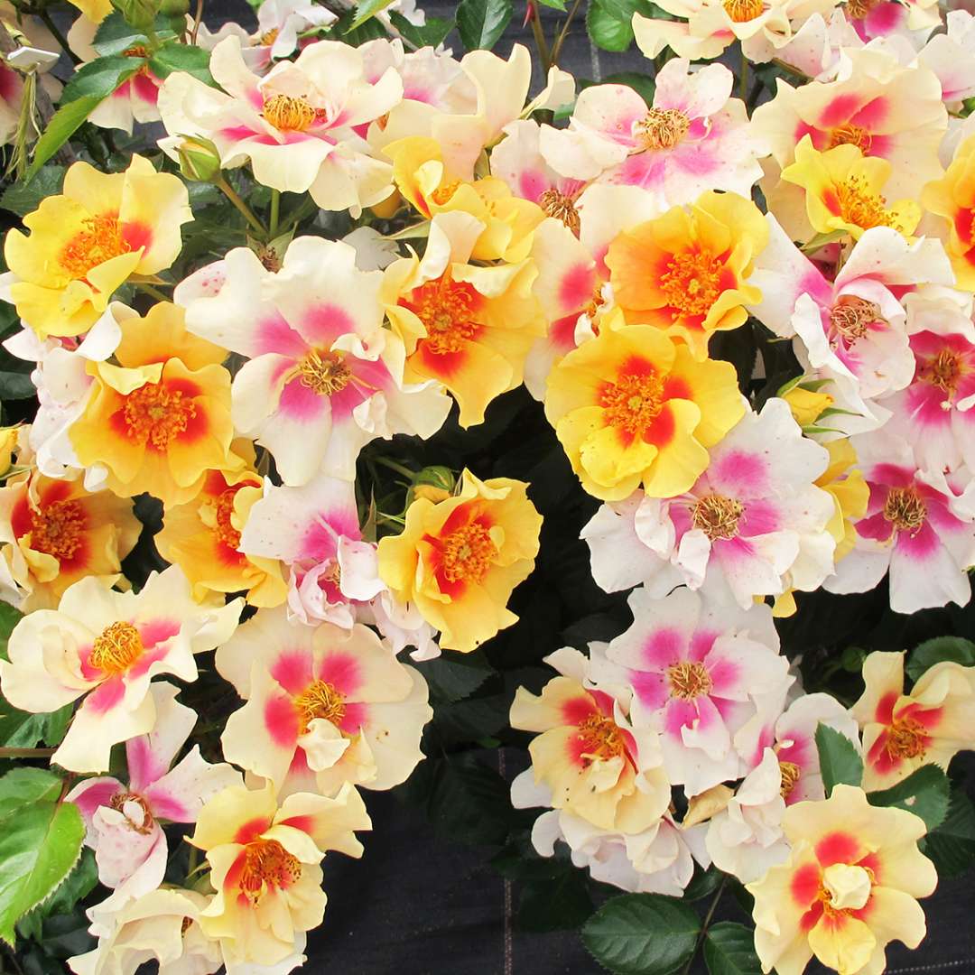 An abundance of colorful Ringo rose blooms