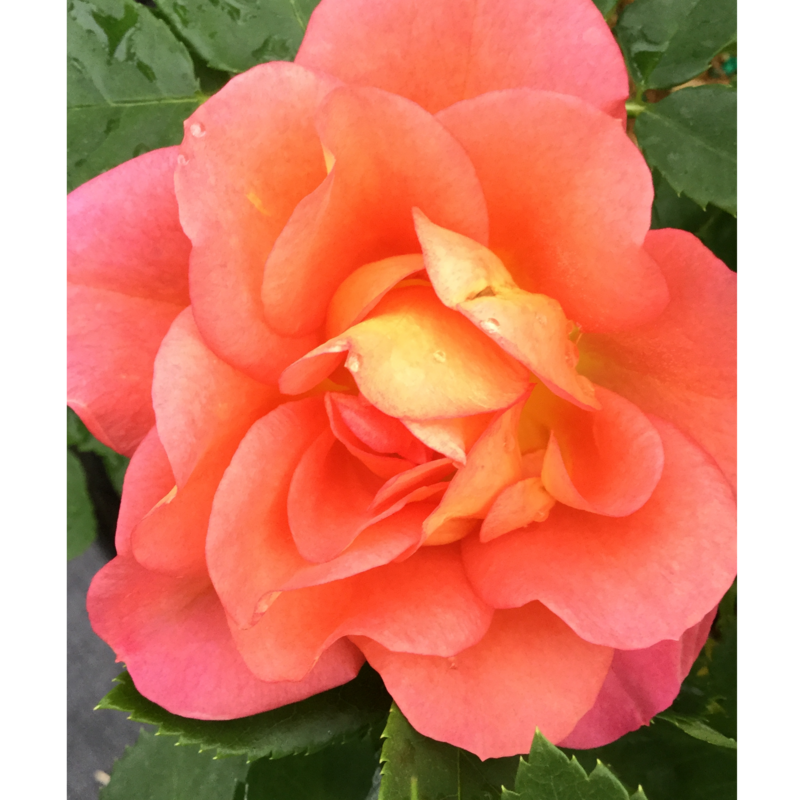 A close up of the bloom of Rise Up Emberays Rose, showing the orange blooms accented with a yellow eye.