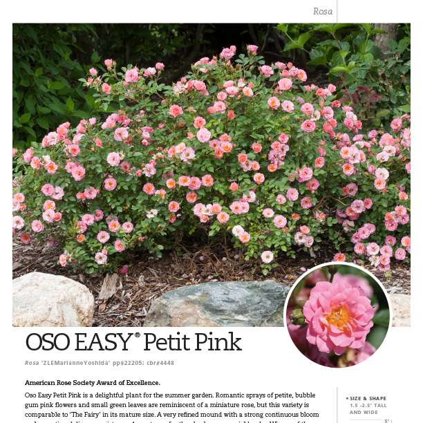 Preview of Oso Easy® Petite Pink Rosa Spec Sheet PDF