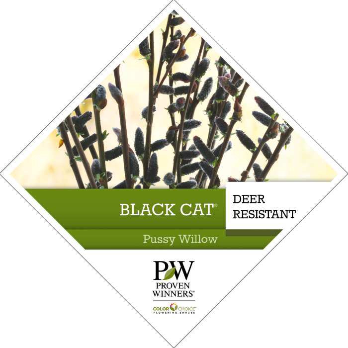 Preview of Black Cat® Salix Tag PDF