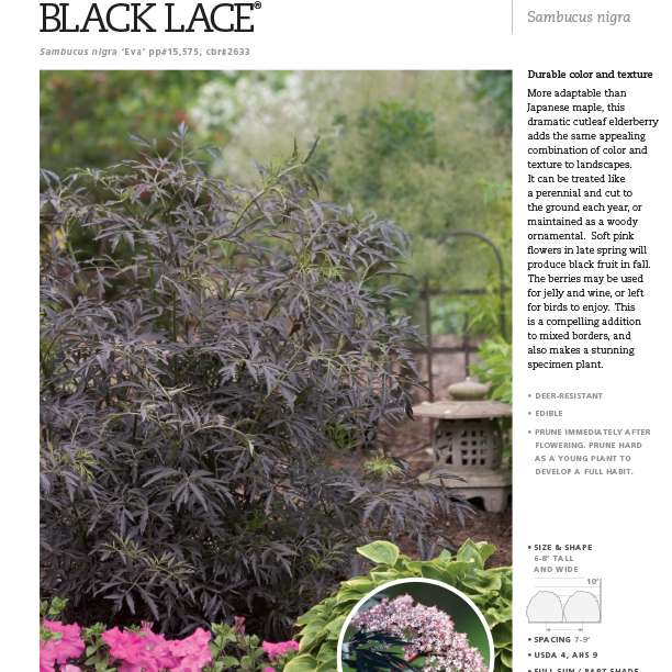 Preview of Black Lace® Sambucus Spec Sheet PDF