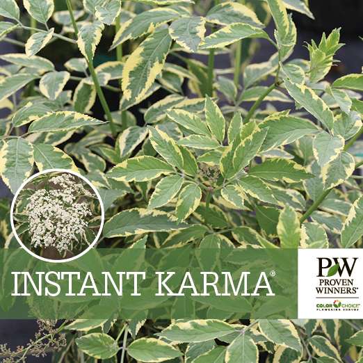 Preview of Instant Karma® Sambucus Benchcard PDF