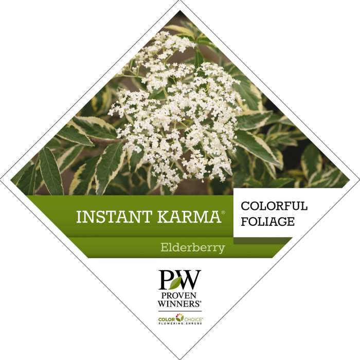 Preview of Instant Karma® Sambucus Tag PDF