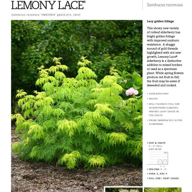 Preview of Lemony Lace® Sambucus Spec Sheet PDF