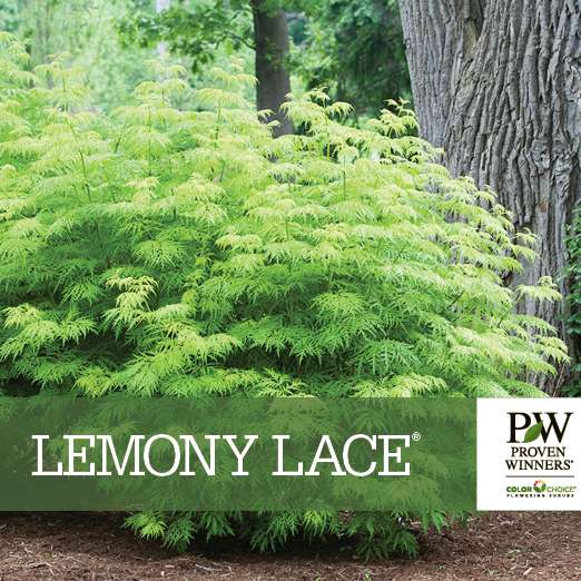 Preview of Lemony Lace® Sambucus Benchcard PDF