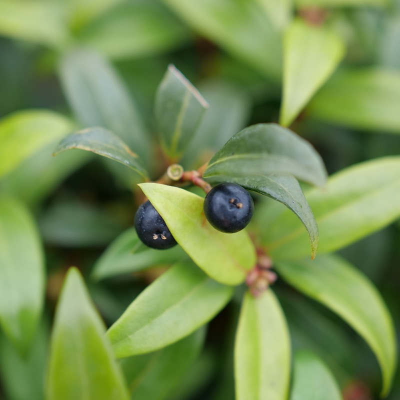 A close-up of the ornamental fruit of Sweet & Lo sweet box