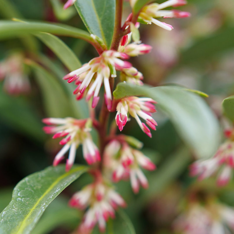 A close-up of the white and pink-tipped flowers of Sweet & Lo sweet box.