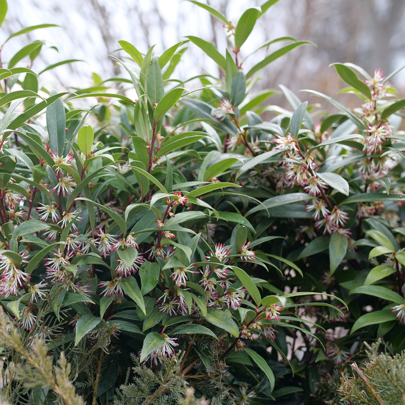 Sweet & Lo Sarcococca in the landscape.