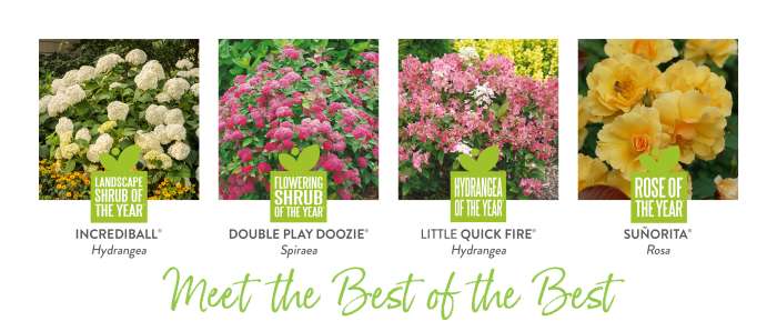 Preview of 2022 Shrubs of the Year Growing Guide PDF