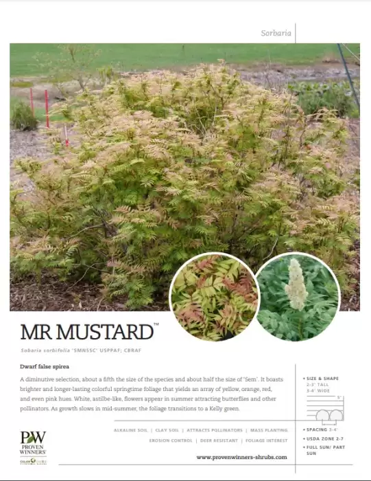 Preview of Mr. Mustard™ Sorbaria spec sheet PDF