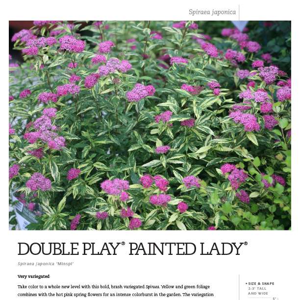 Preview of Double Play® Painted Lady® Spiraea Spec Sheet PDF