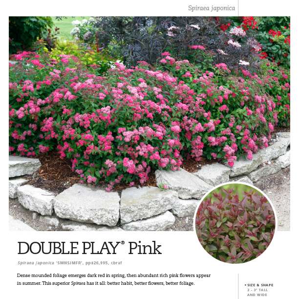 Preview of Double Play® Pink Spiraea Spec Sheet PDF