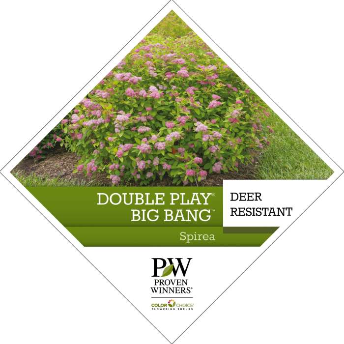 Preview of Double Play® Big Bang™ Spiraea Tag PDF