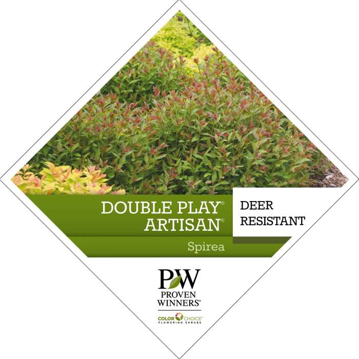 Preview of Double Play® Artisan® Spiraea Tag PDF