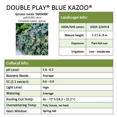 Preview of Double Play® Blue Kazoo® Spiraea Grower Sheet PDF