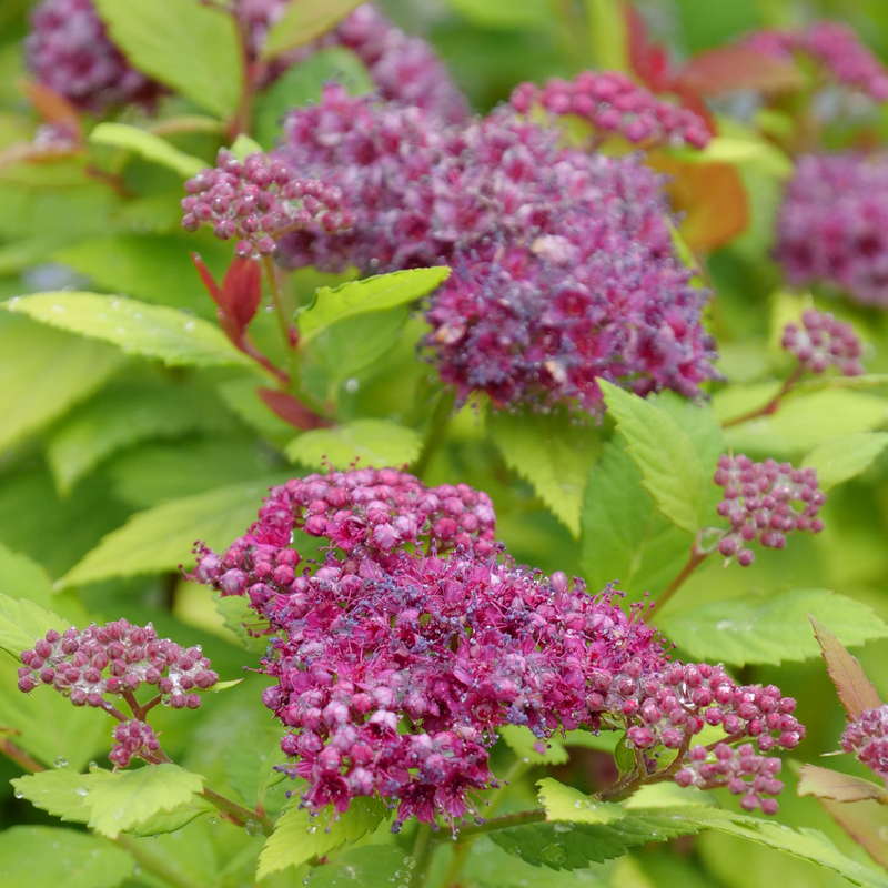 A close up of the purple blooms of Double Play Dolly Spirea.