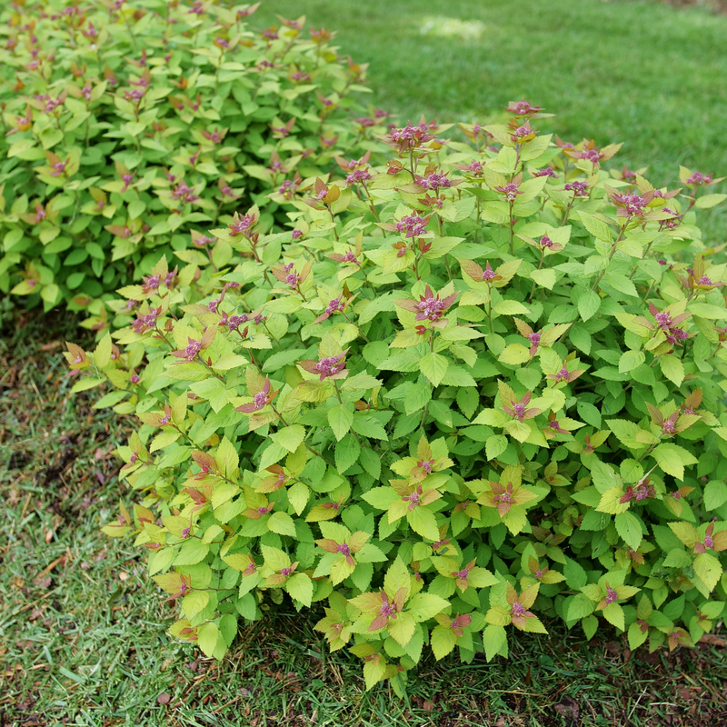 Double Play Dolly Spirea in the landscape.