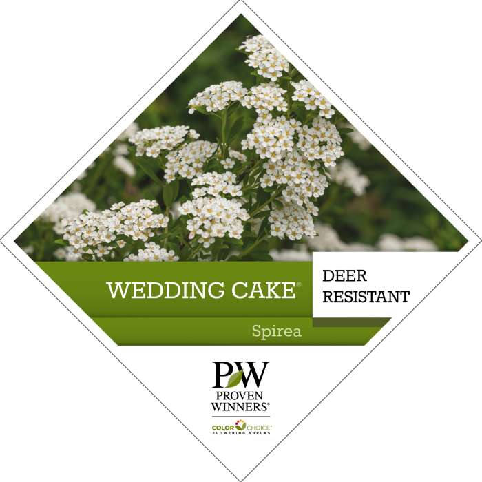 Preview of Wedding Cake® Spiraea Tag PDF