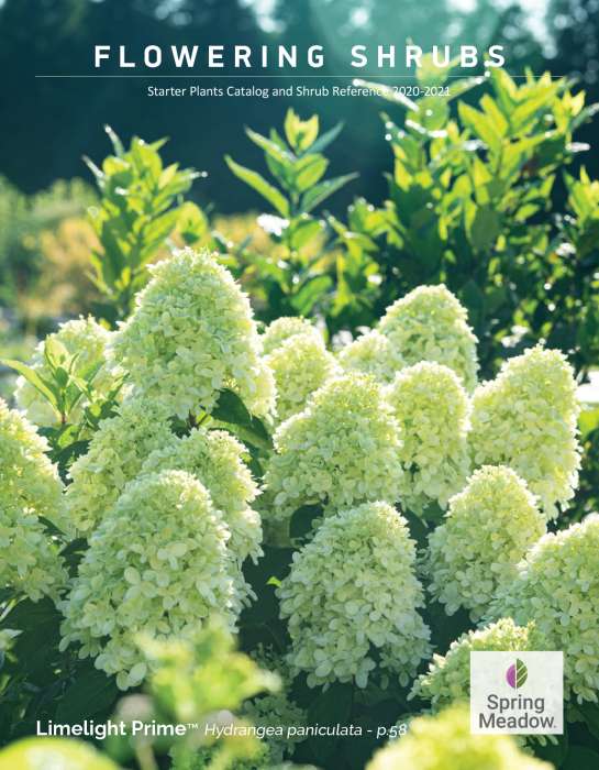 Preview of 2020-2021 Spring Meadow Wholesale Catalog - second half PDF