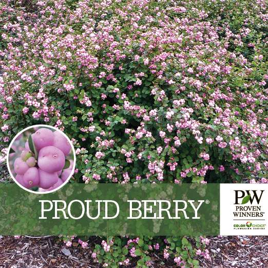 Preview of Proud Berry® Symphoricarpos Benchcard PDF