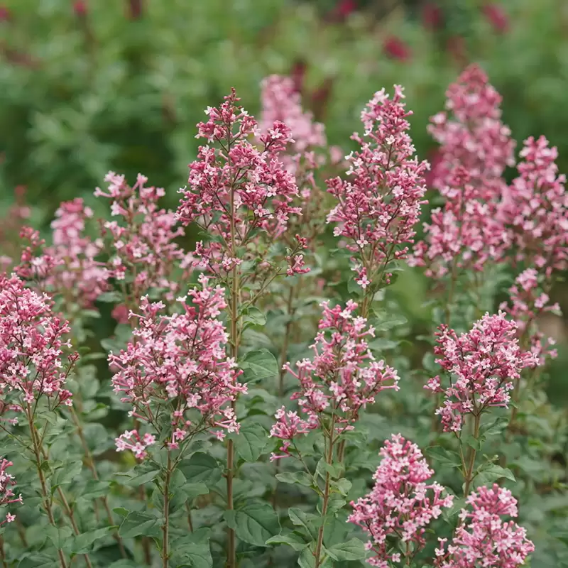 Bloomerang Ballet lilac with rich pink flower spikes