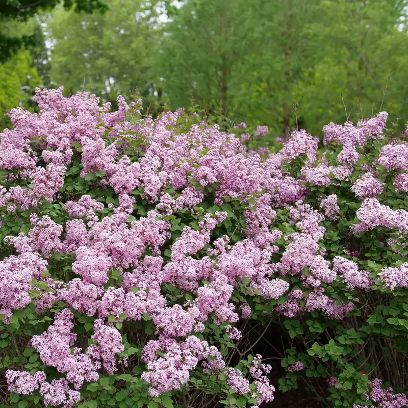 The lush blooms of Bloomerang Purpink lilac. 