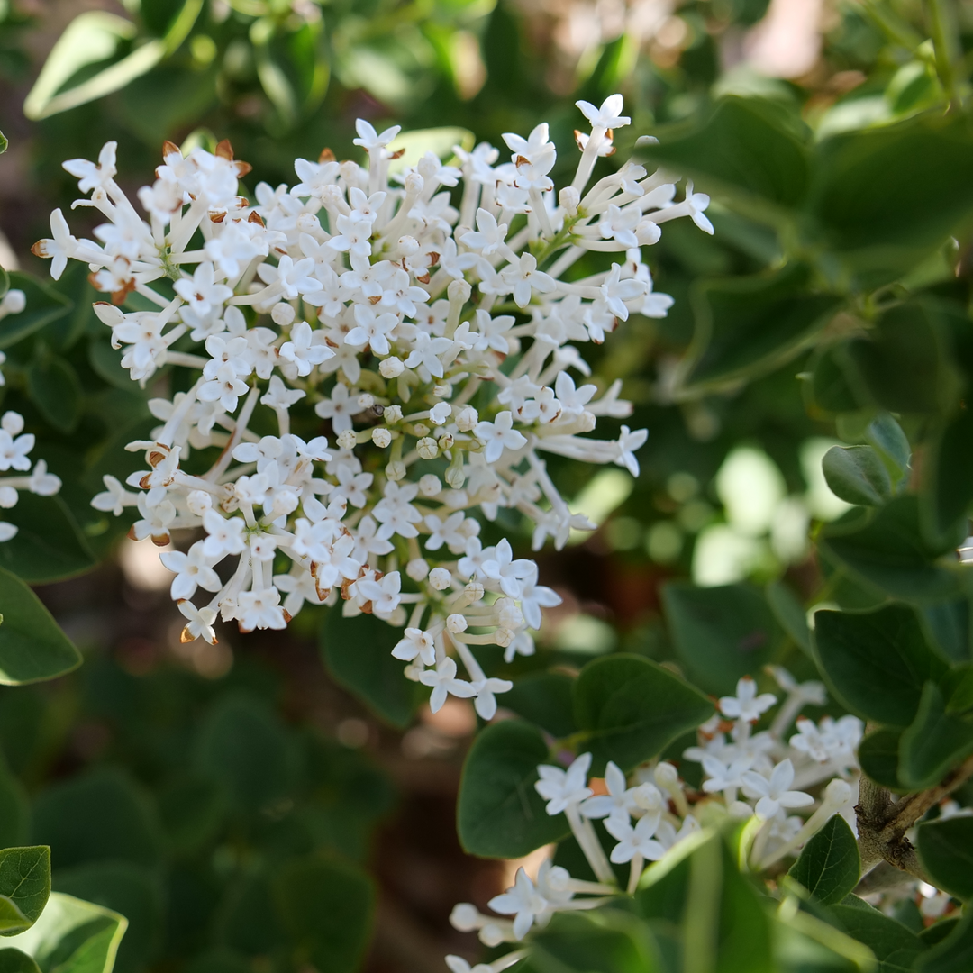 A loose conical cluster of white lilac flowers from Bloomerang Showmound lilac. 