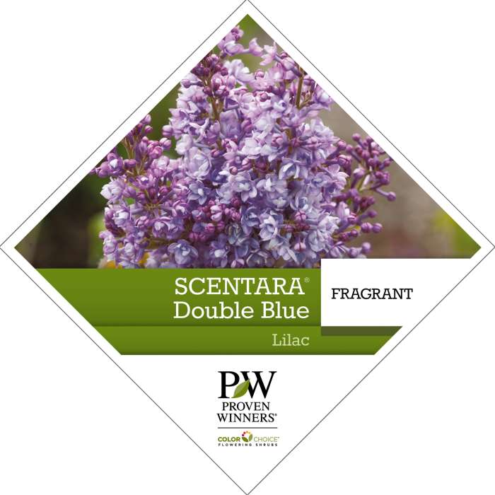 Preview of Scentara® Double Blue Syringa Tag PDF