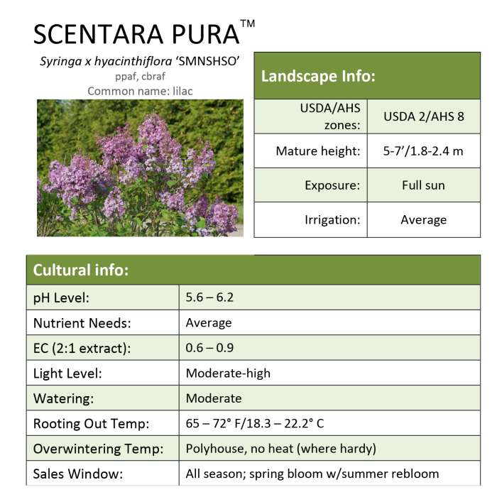 Preview of Scentara Pura® Syringa Grower Sheet PDF