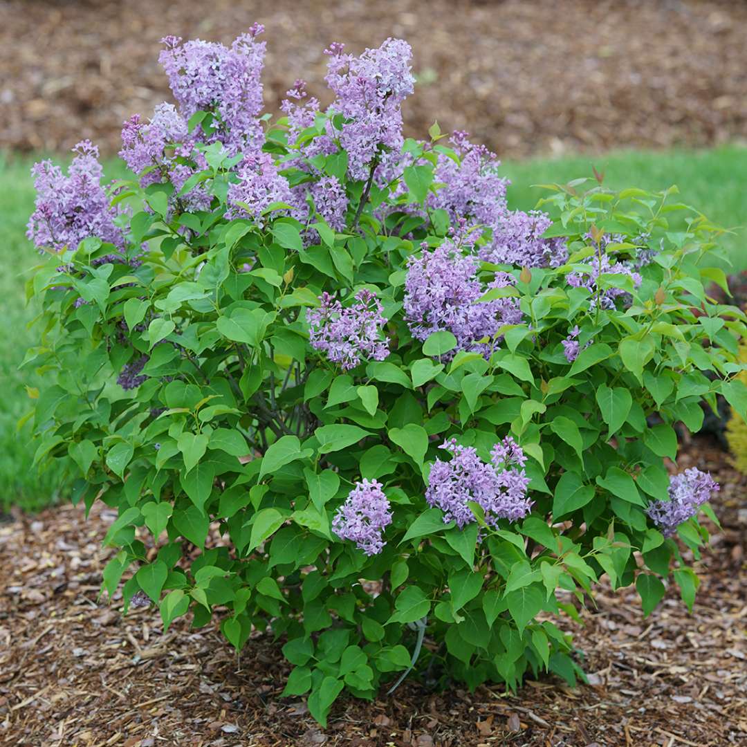 Scentara Pura lilac blooming in a landscape