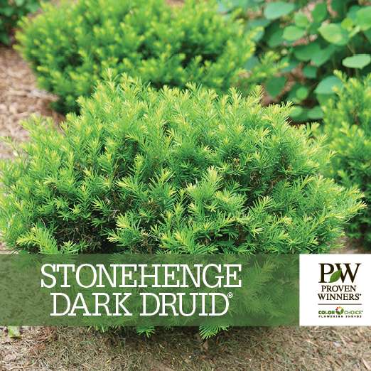 Preview of Stonehenge Dark Druid® Taxus Benchcard PDF